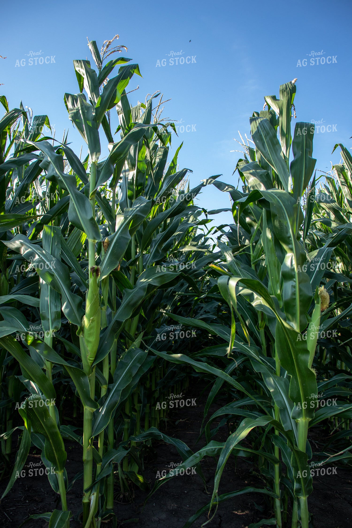 Green Corn Stalks with Ears 67125