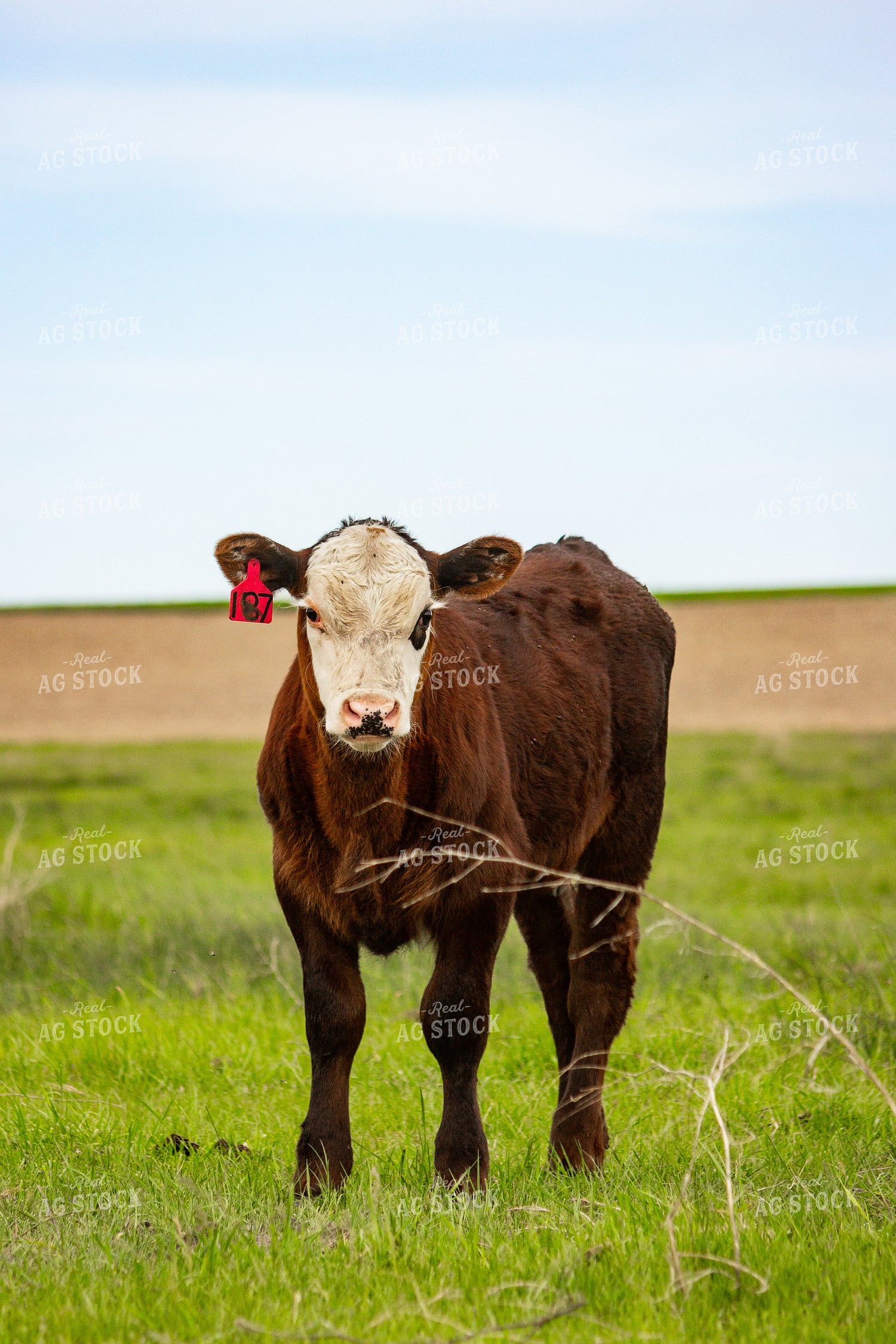 Angus Cross Calf 155216