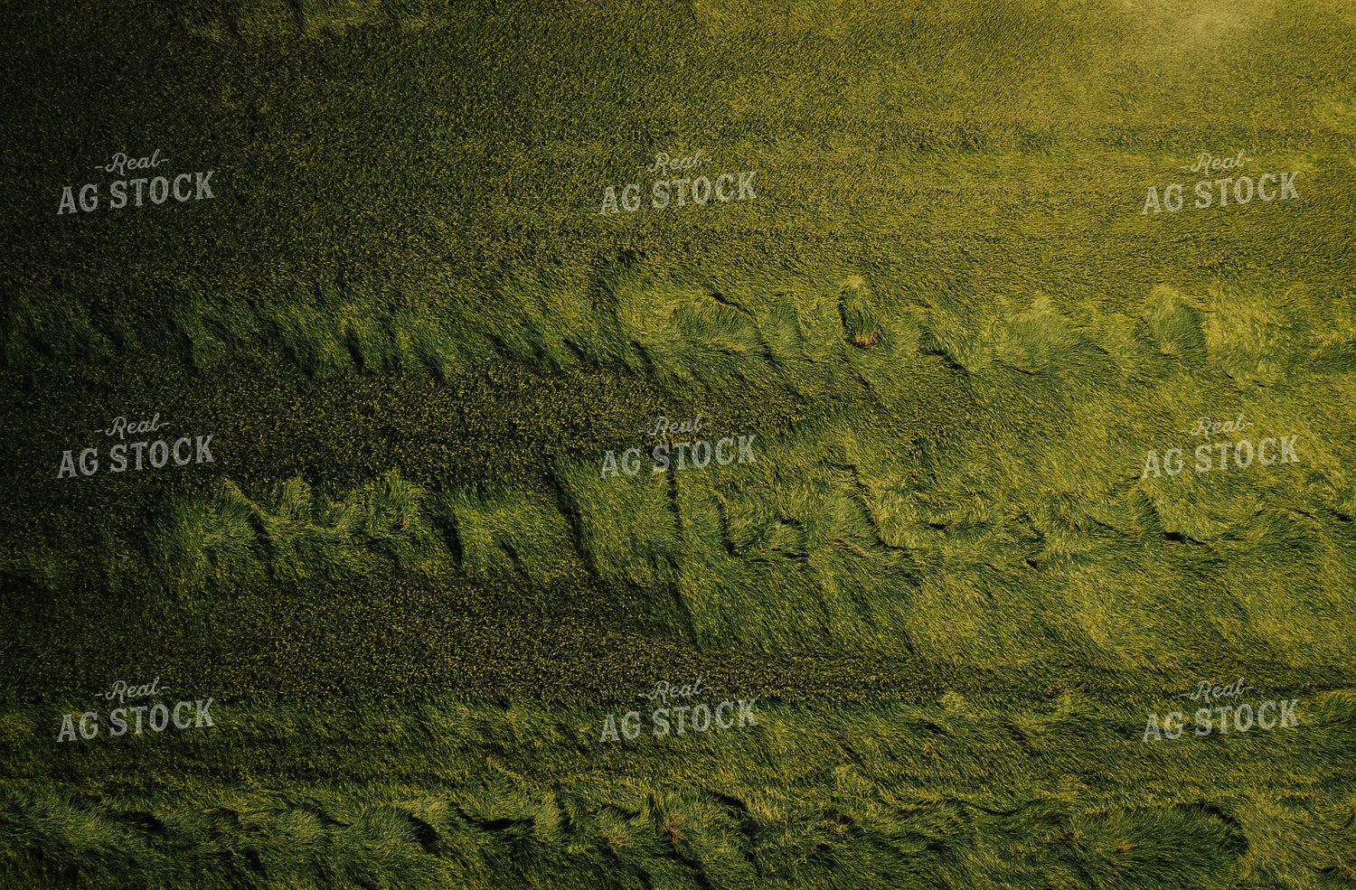 Lodged Rice Overhead 180012