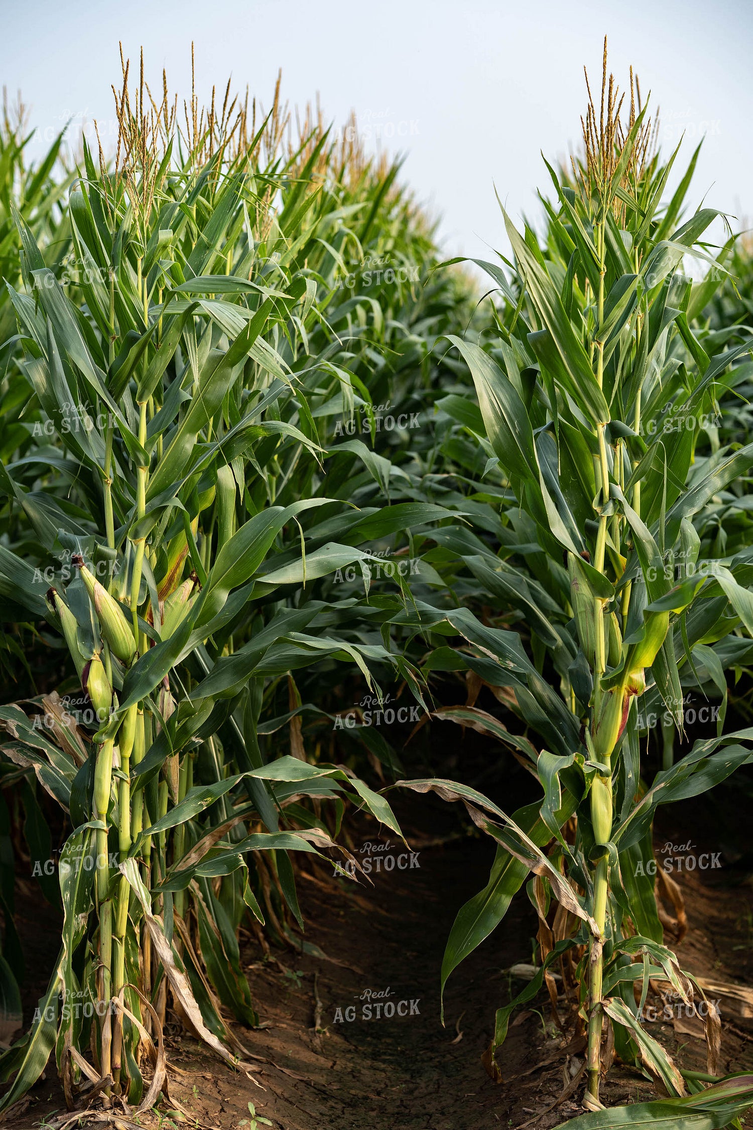 Corn 91054
