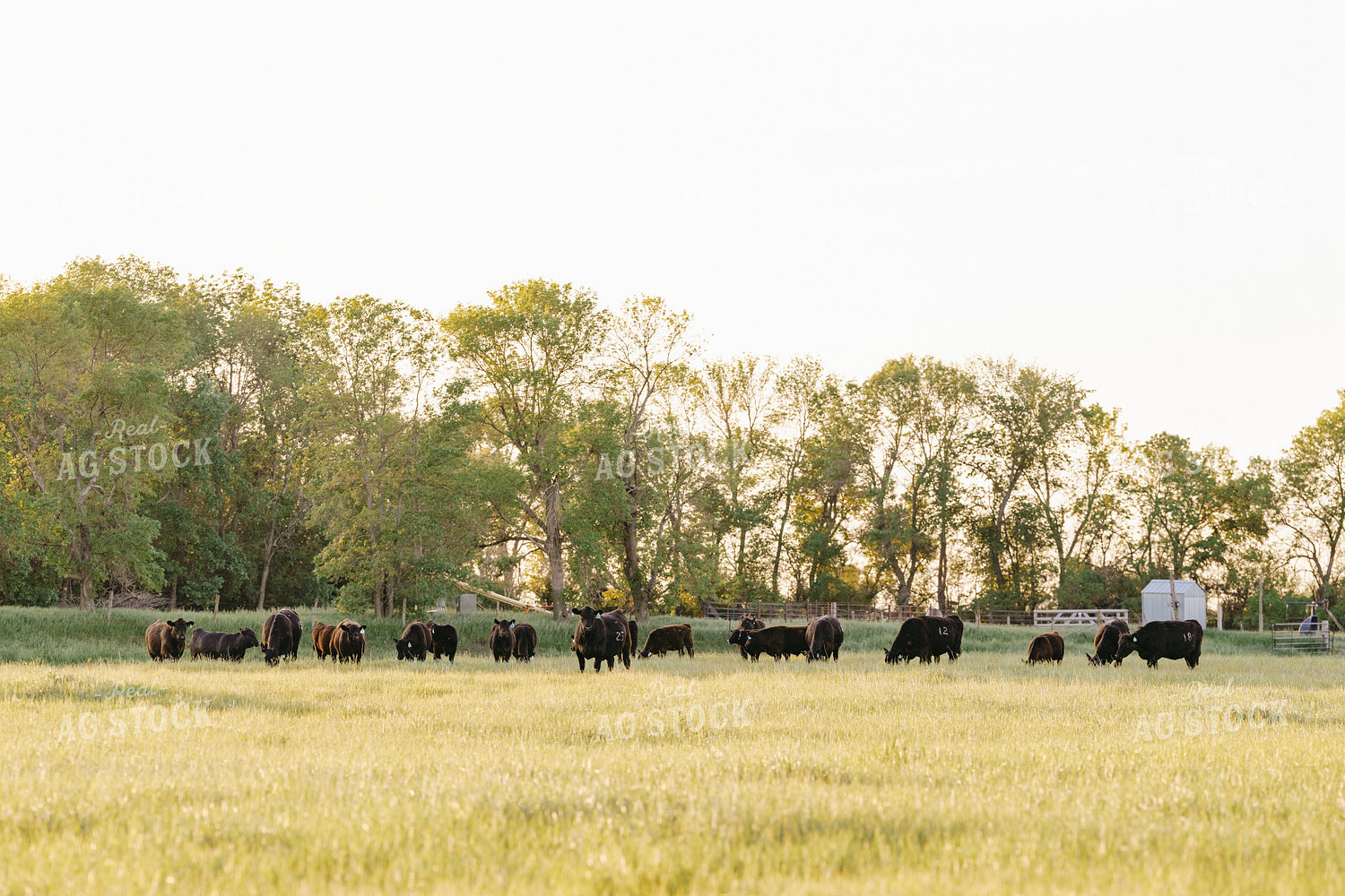 Black Angus Cattle on Pasture 68190