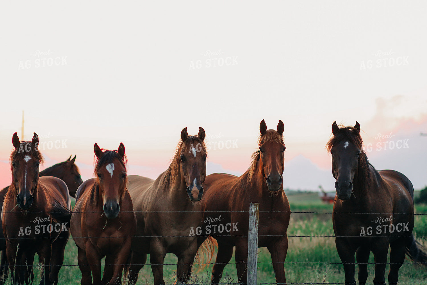 Horses 123025