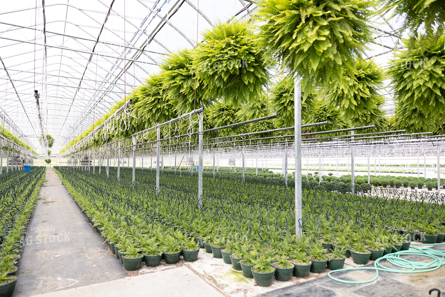 Greenhouse with Plants 52561