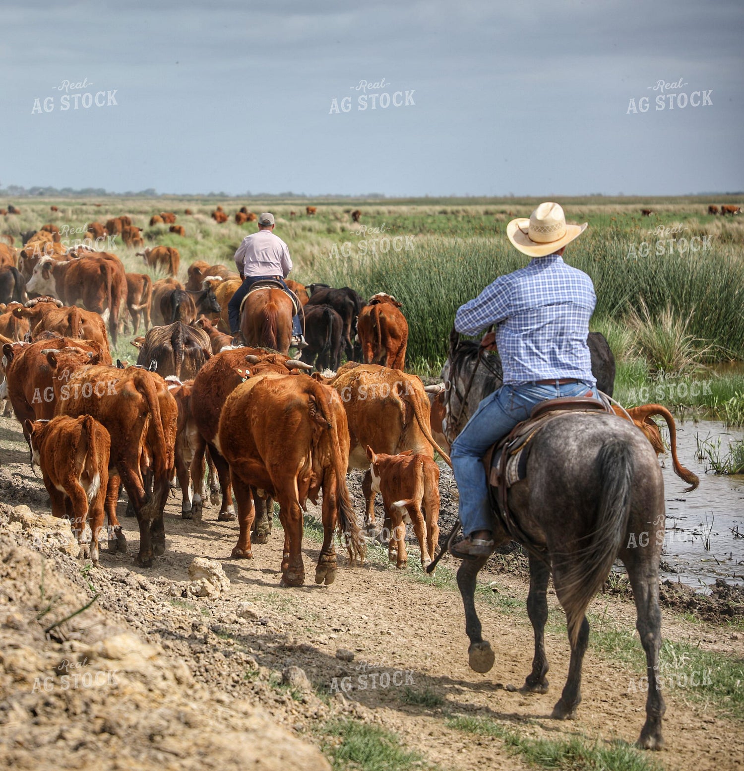 Ranchers Herding Cattle on Horseback 210026
