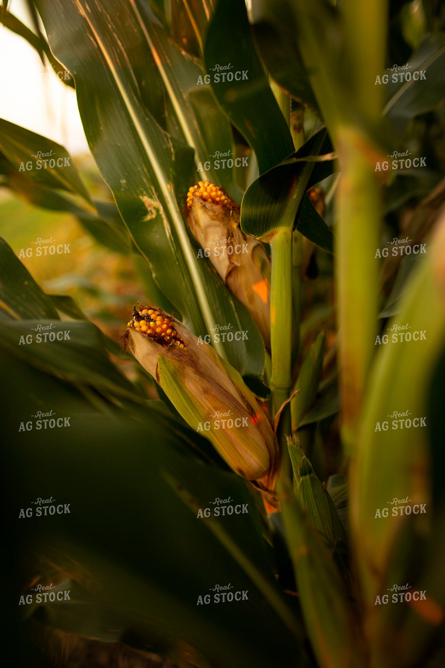 Corn - Mid-Season 2332