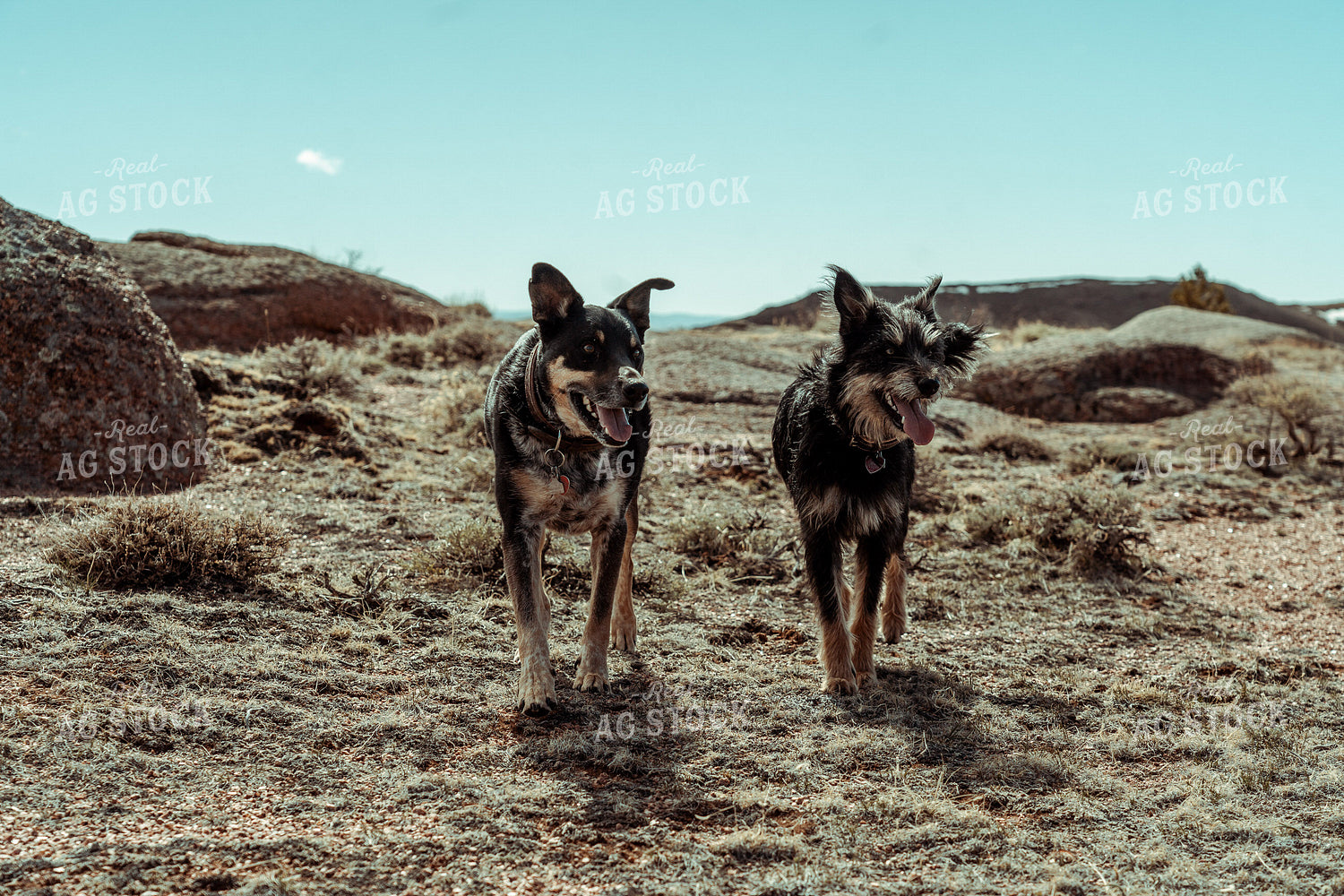 Ranch Dogs 58094