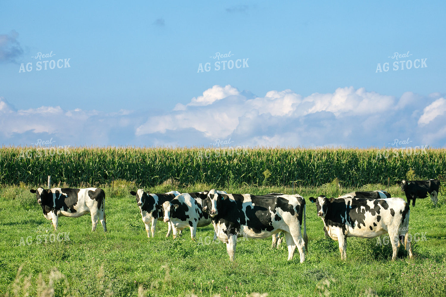 Holstein Cattle on Pasture 145018