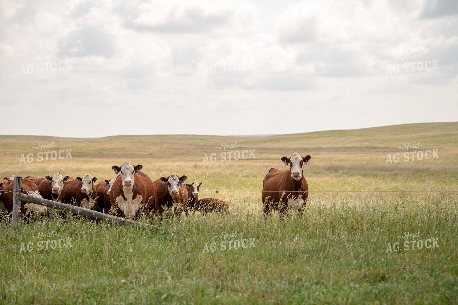 Hereford Cattle on Pasture 212053