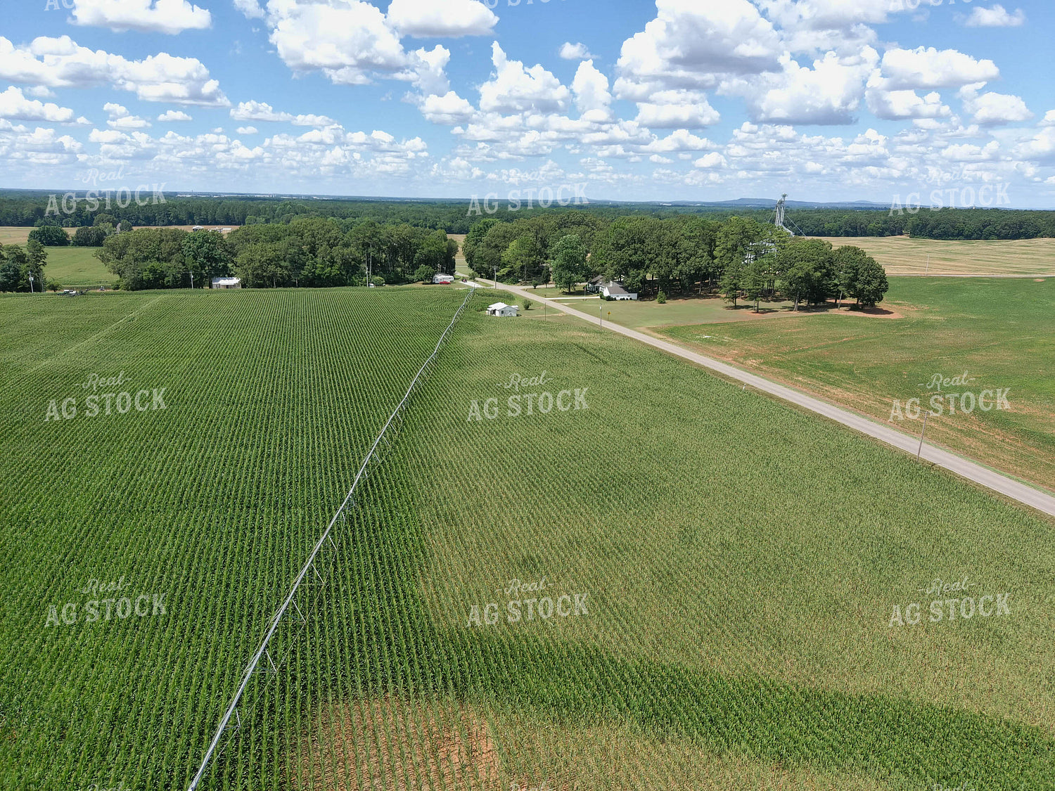 Corn Field with Irrigation 79143