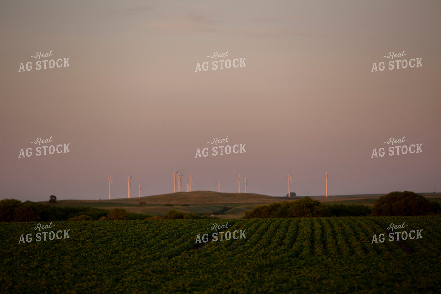 Soybeans - Mid-Season 1483