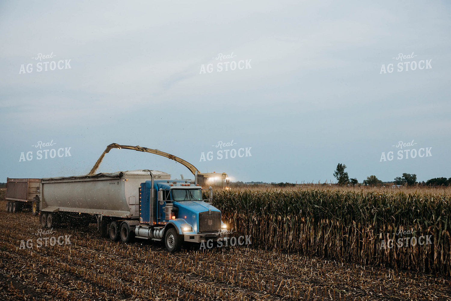 Chopping Corn Silage 152033
