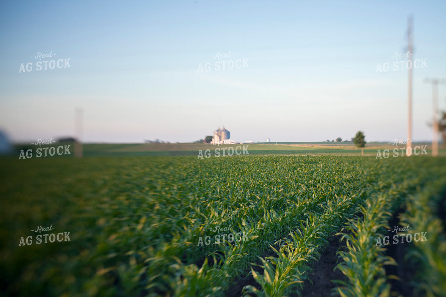Corn - Mid-Season 1244