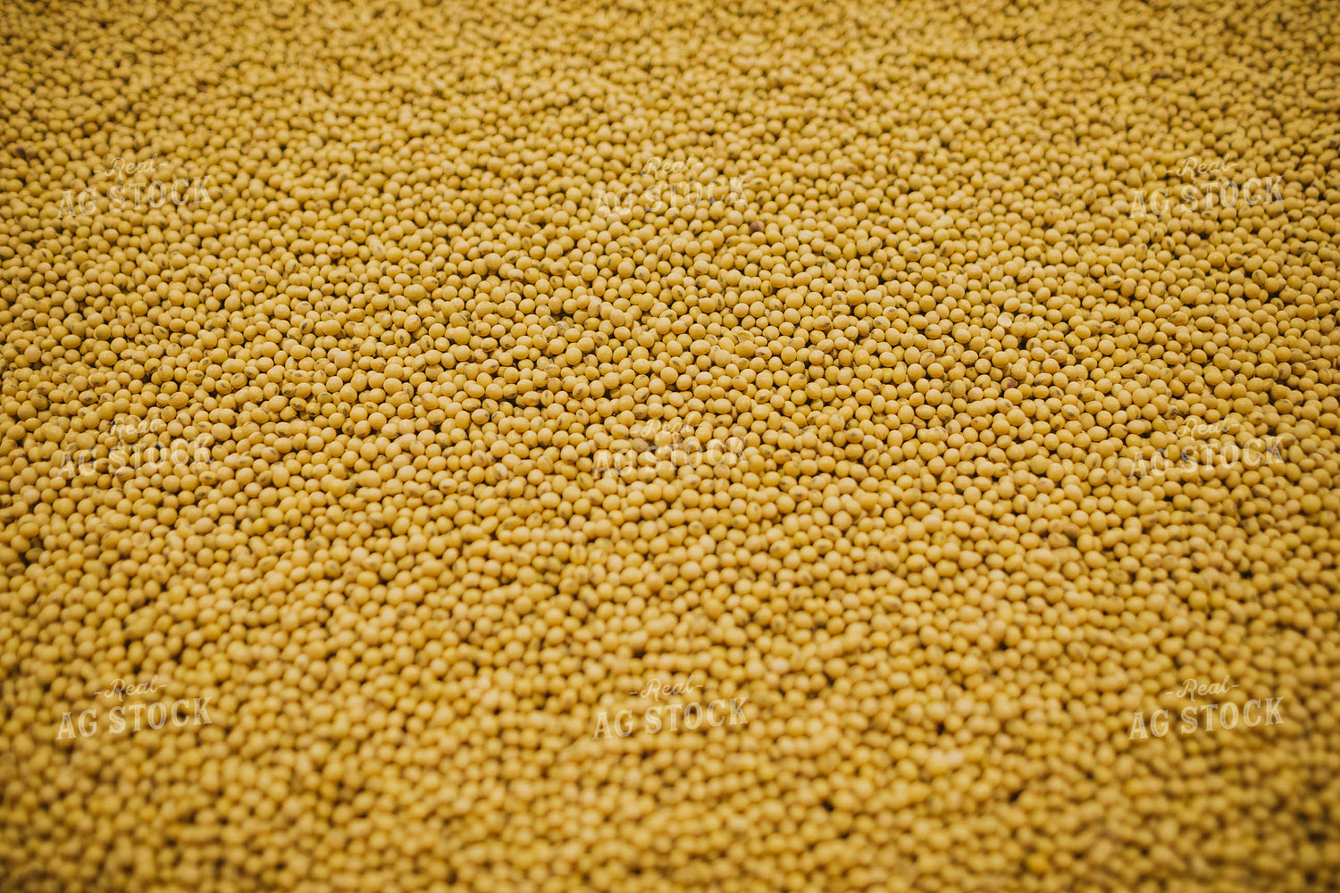 Untreated Soybean Close Up 5359