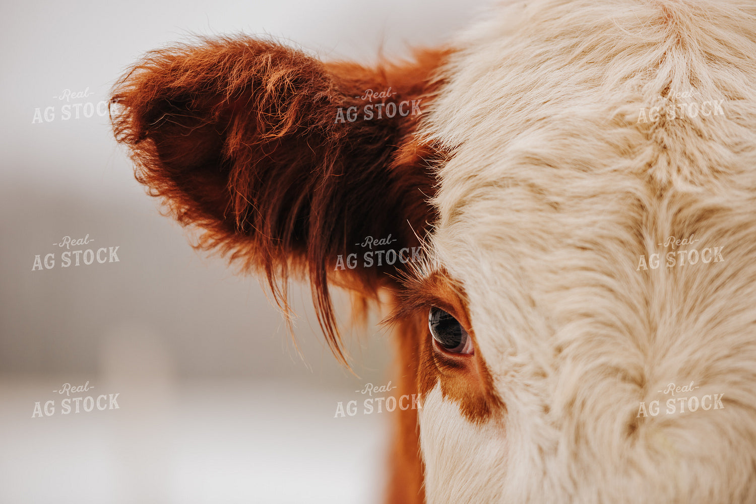 Hereford Cow Face Close Up 68099