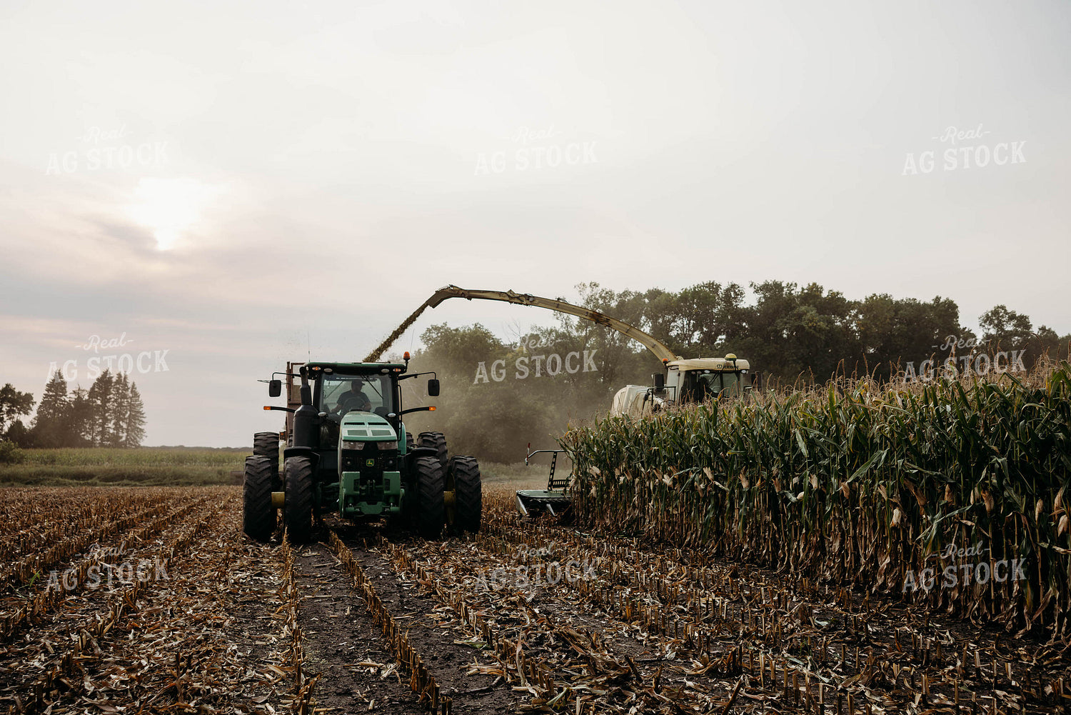 Chopping Corn Silage 152015
