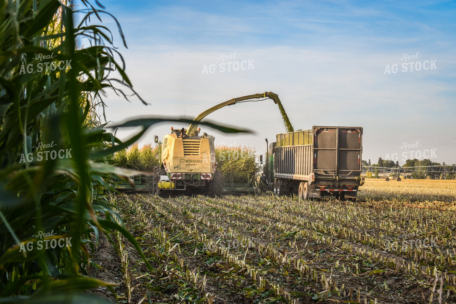 Silage Harvest 56247