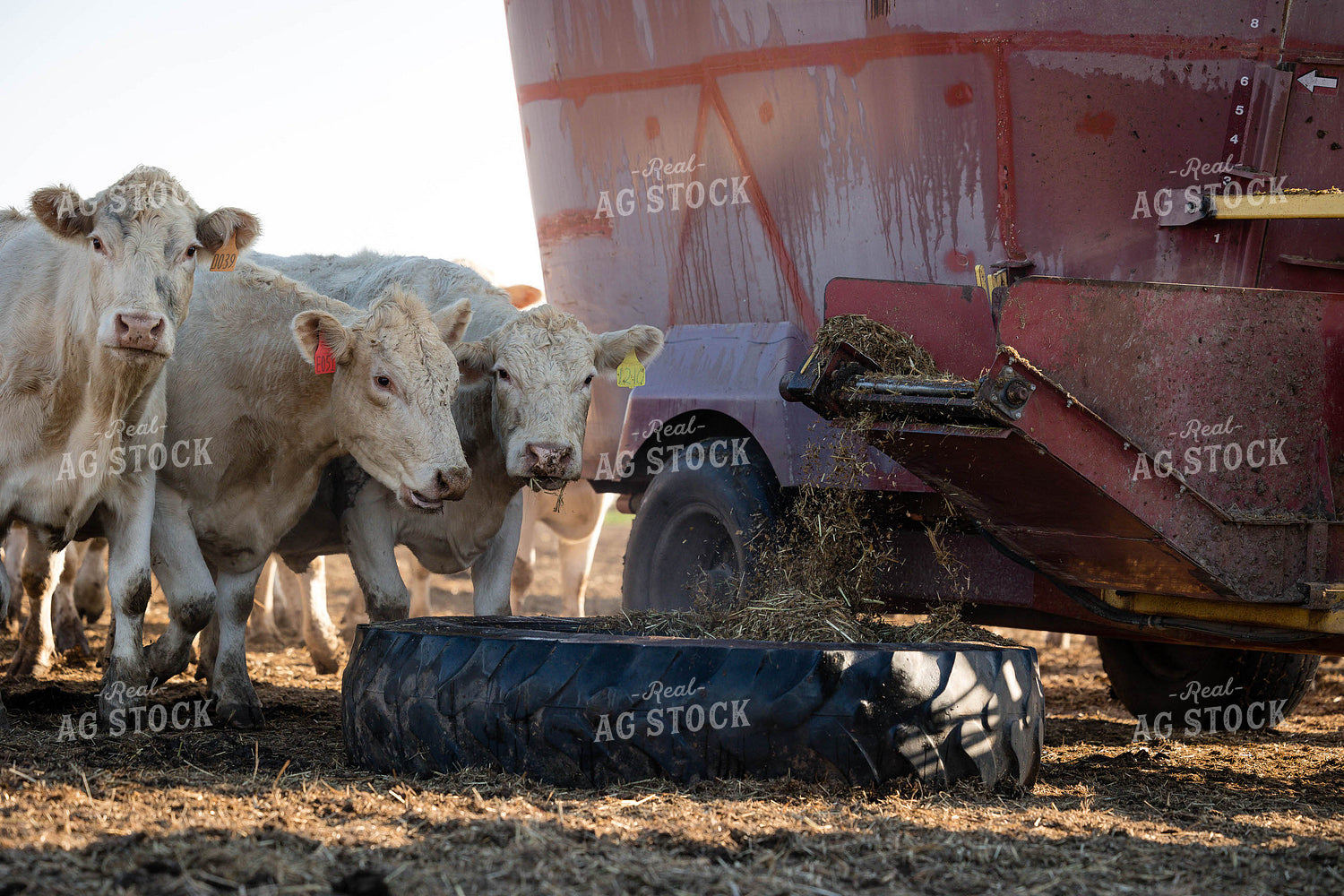 Feeding Cattle 219019