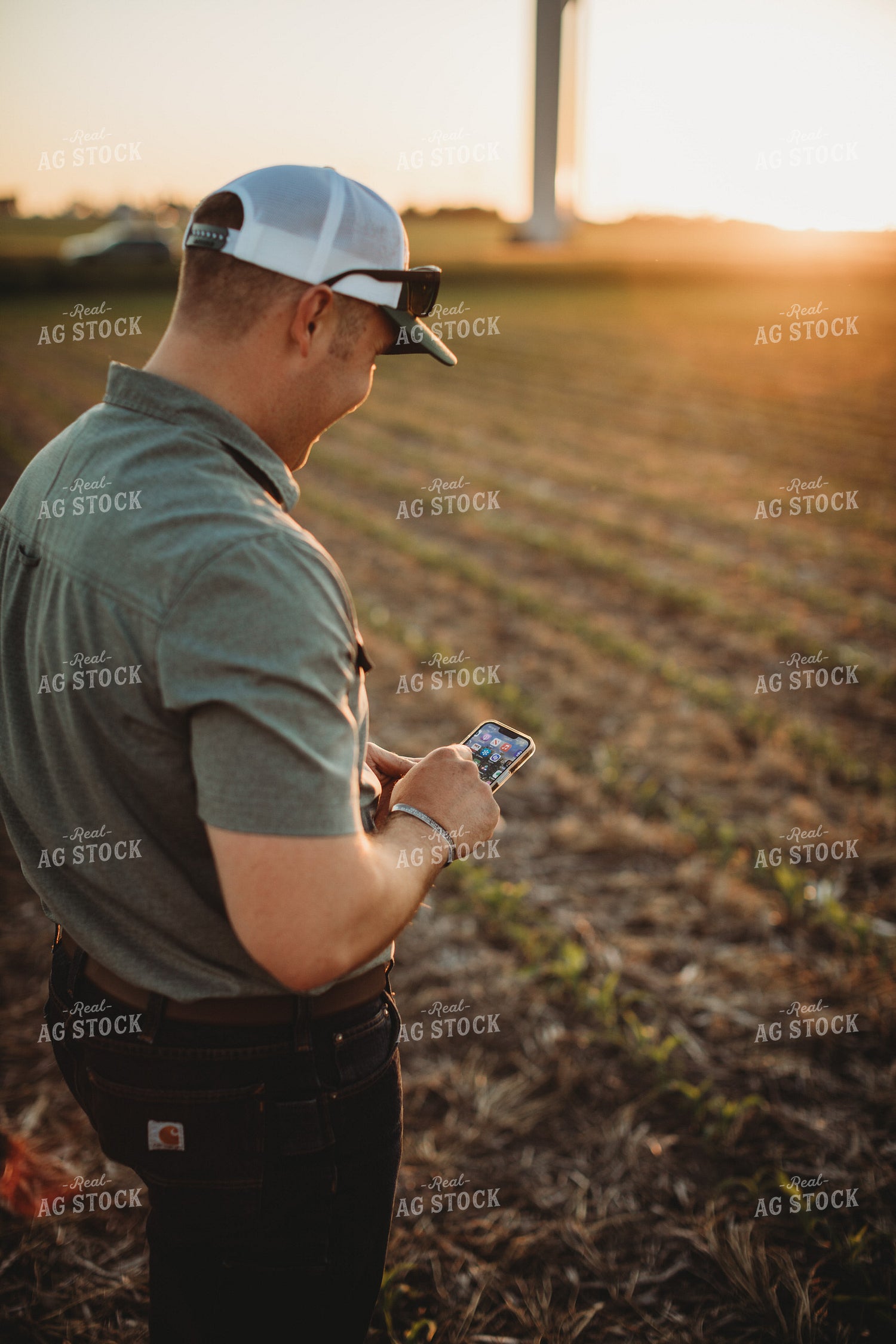 Farmer Agronomist Texting on Phone in Corn and Triticale Cover Crop Field 5917