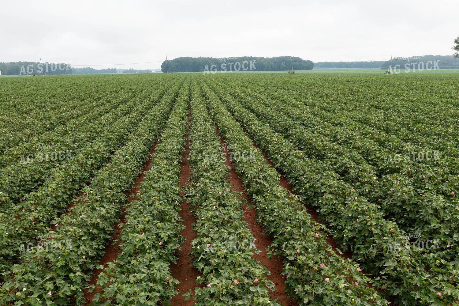Cotton Field 79367