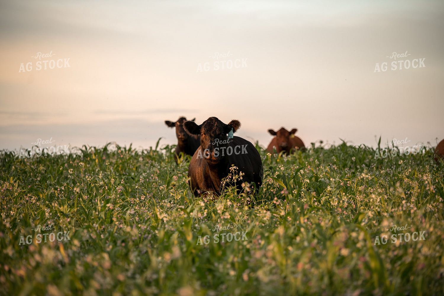 Cattle in Cover Crops 76438