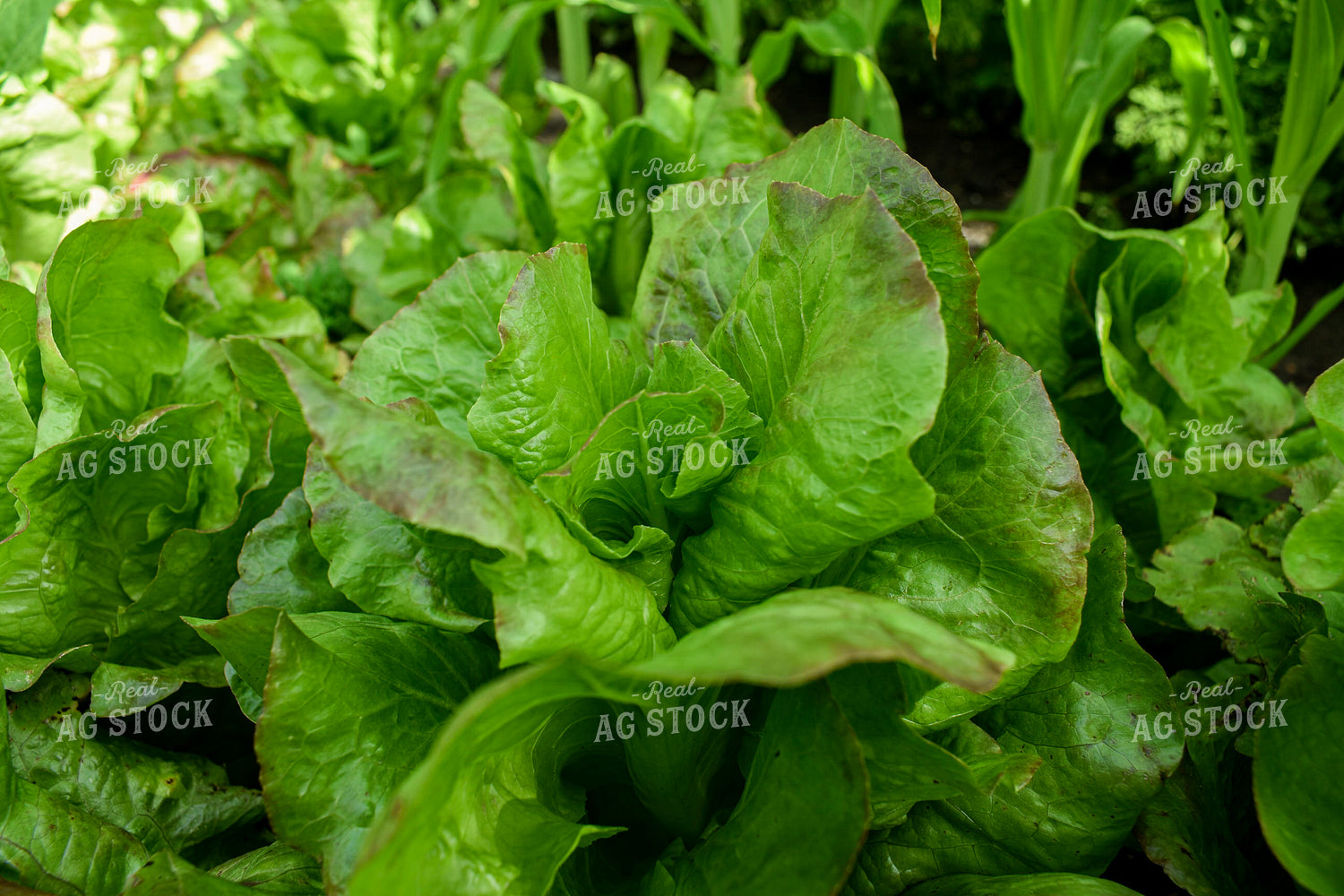 Lettuce 156107
