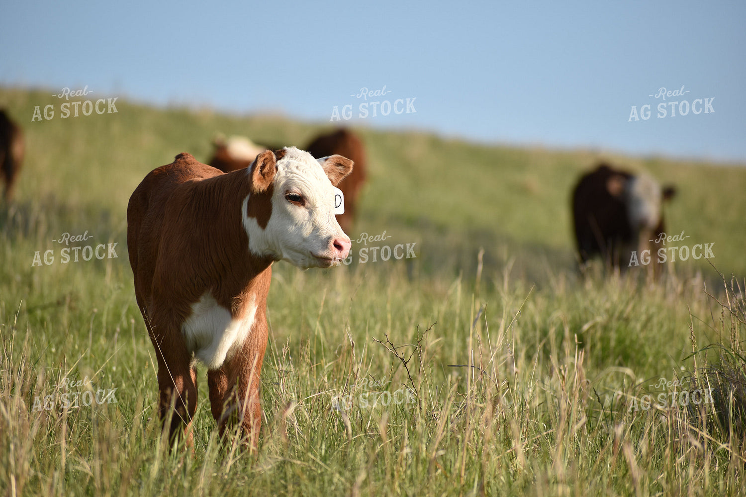 Hereford Calf 176010