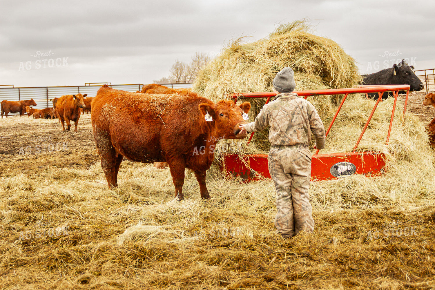 Cow with Farm Kid 155122