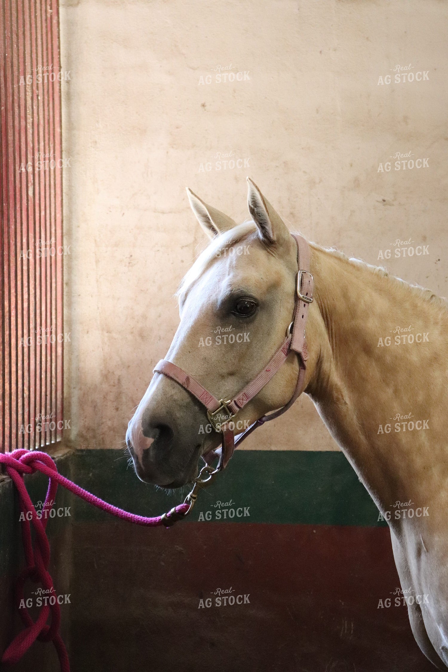 Horse 102031