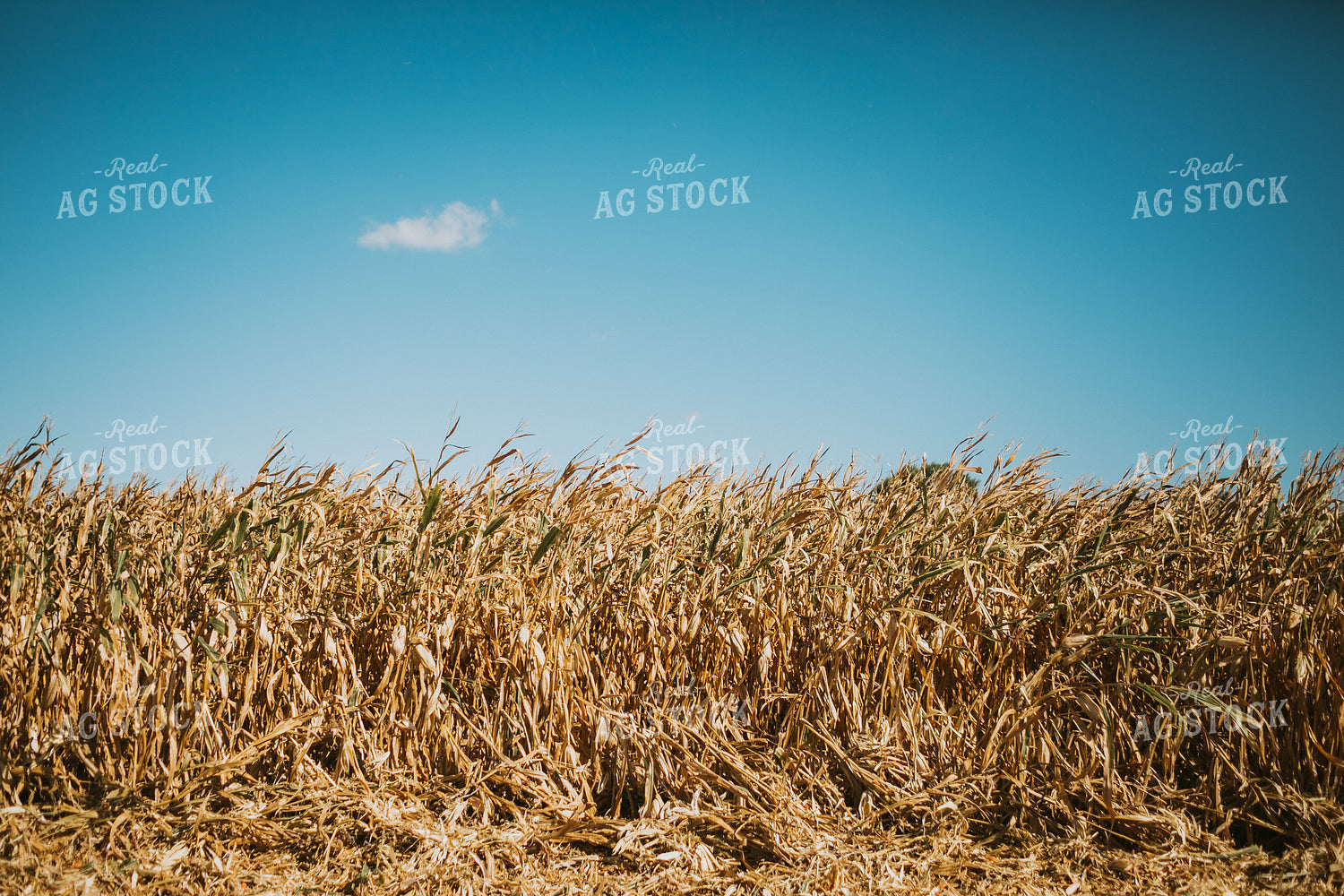 Down Corn 4690