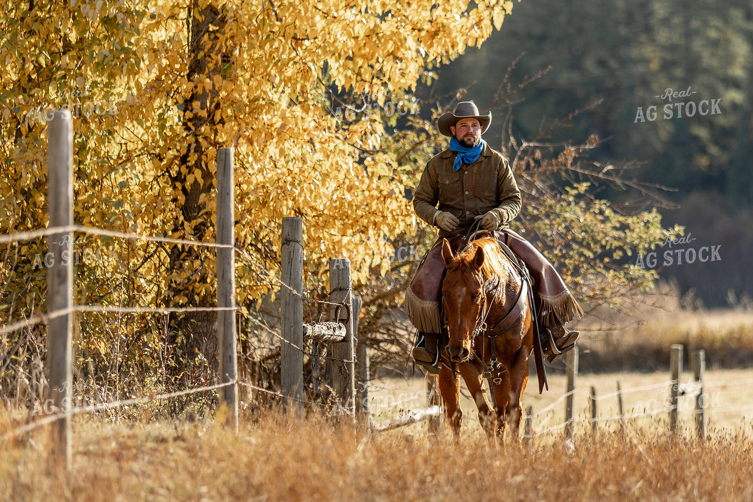 Cowboy on Horseback 188158