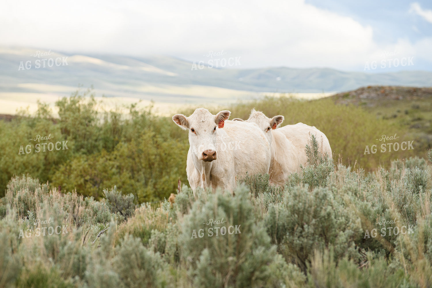 Charolais Cattle 51065
