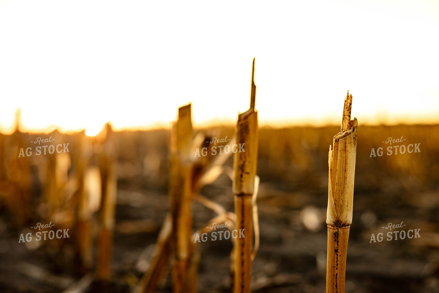 Corn Stalks 152385