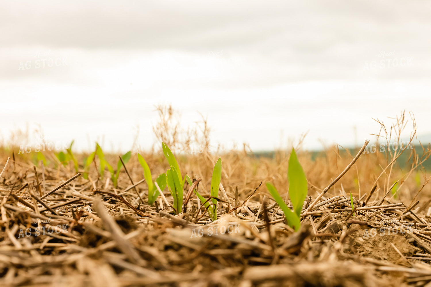 Early Growth Corn 233008