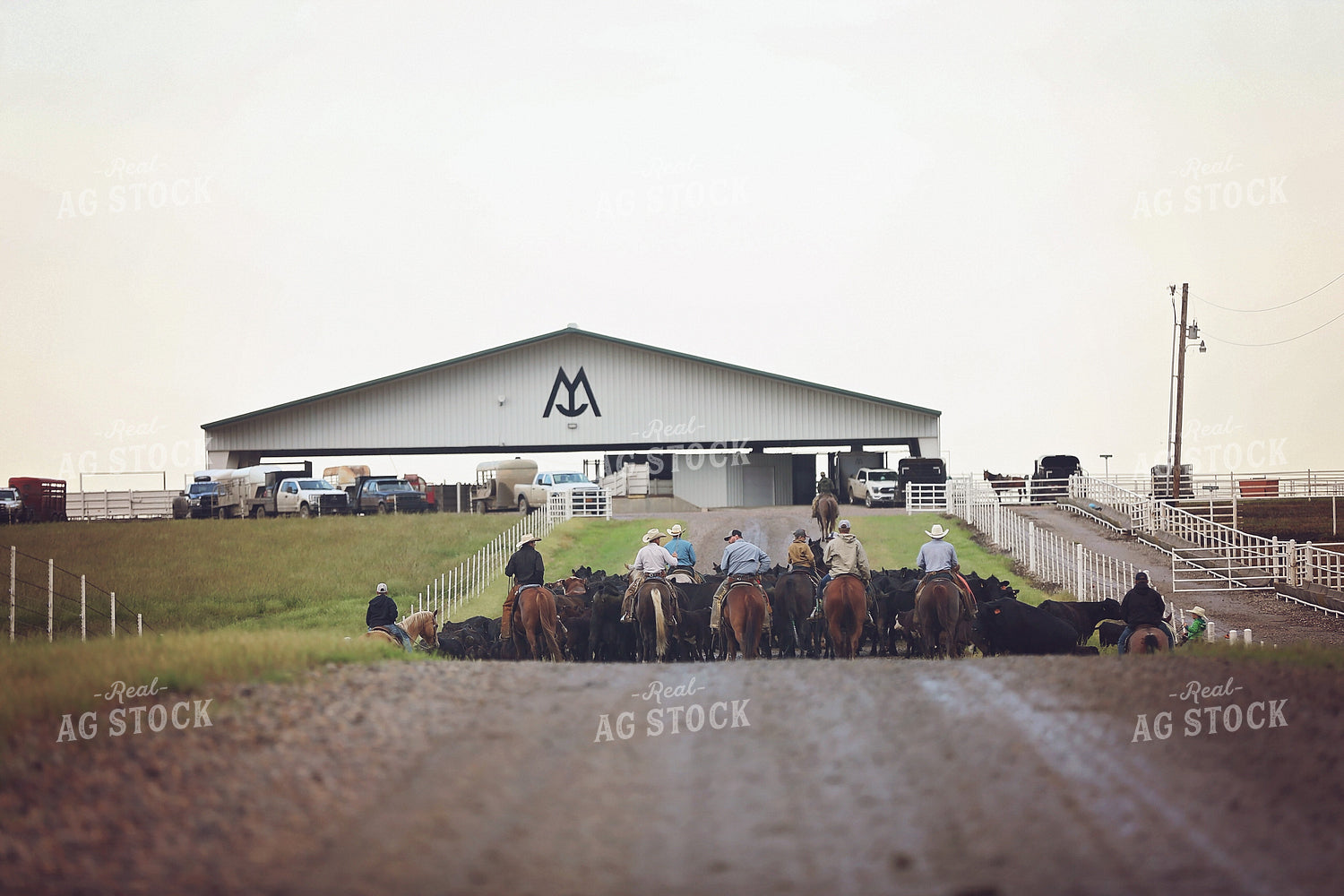 Ranchers Herding Cattle on Horseback 127054