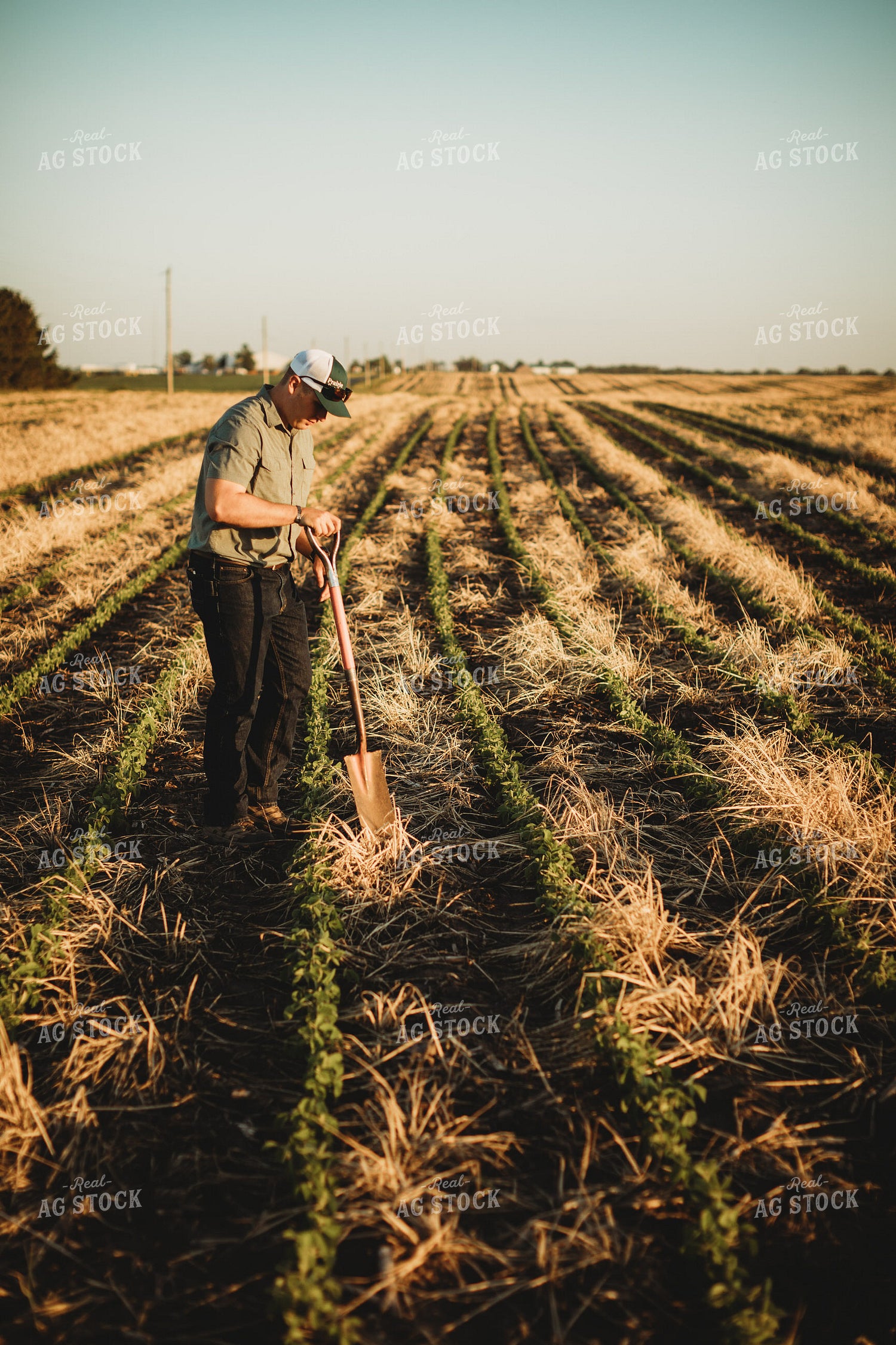 Farmer Agronomist with Shovel in Soybean and Rye Cover Crop Field 5881