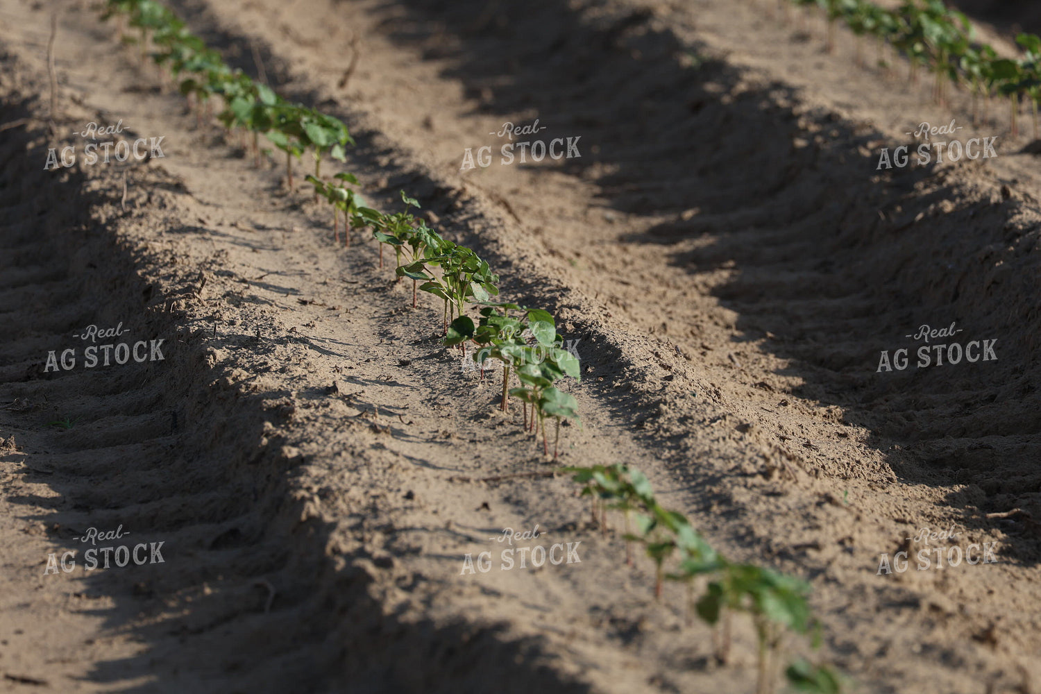 Early Growth Cotton 265012