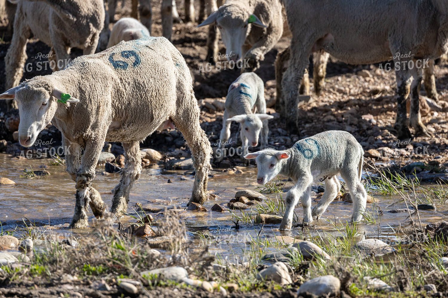Sheep Crossing Stream 261046