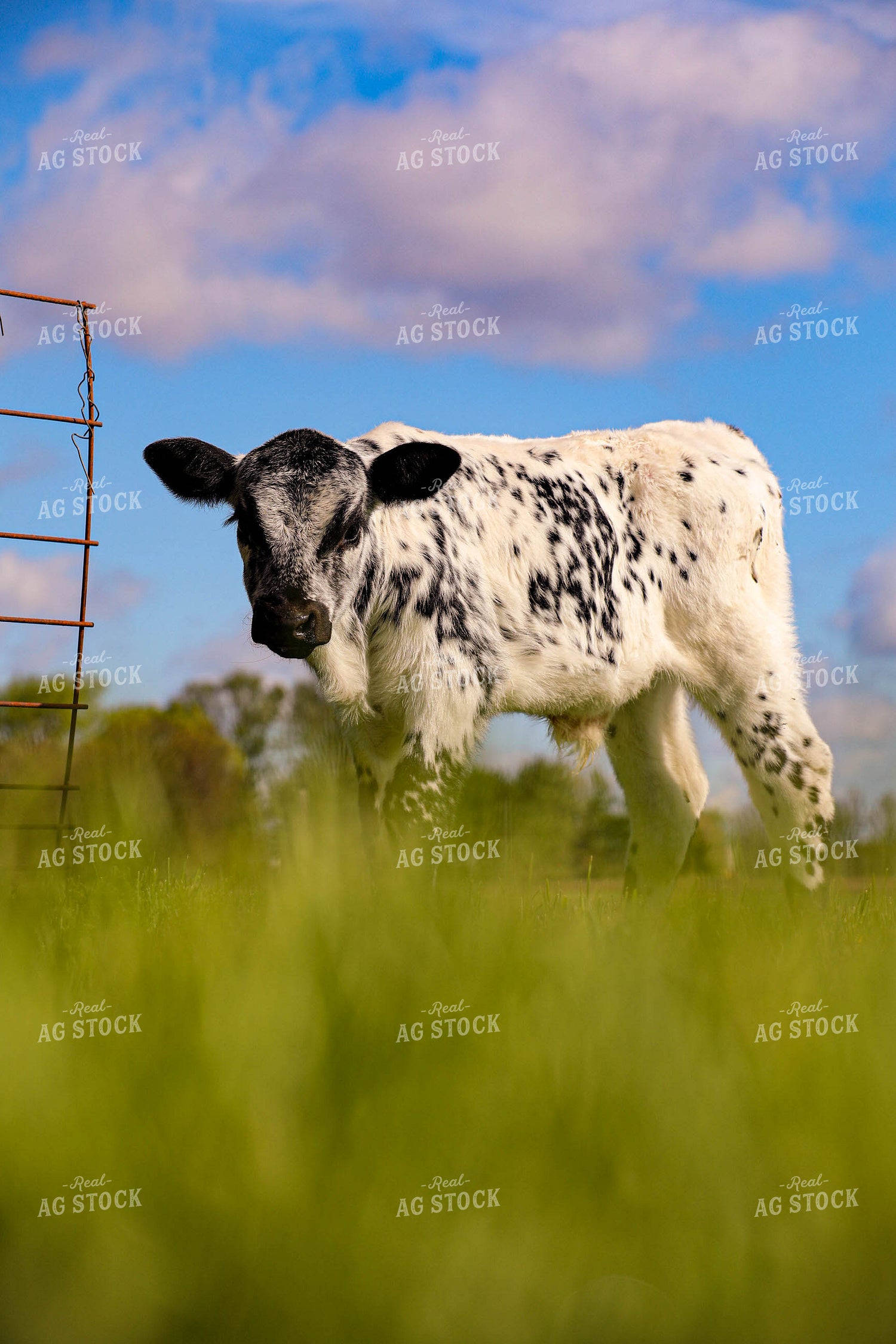 Roan Cattle 160016
