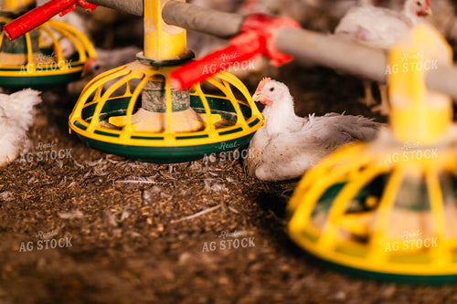 Broiler Chickens in Barn 280038