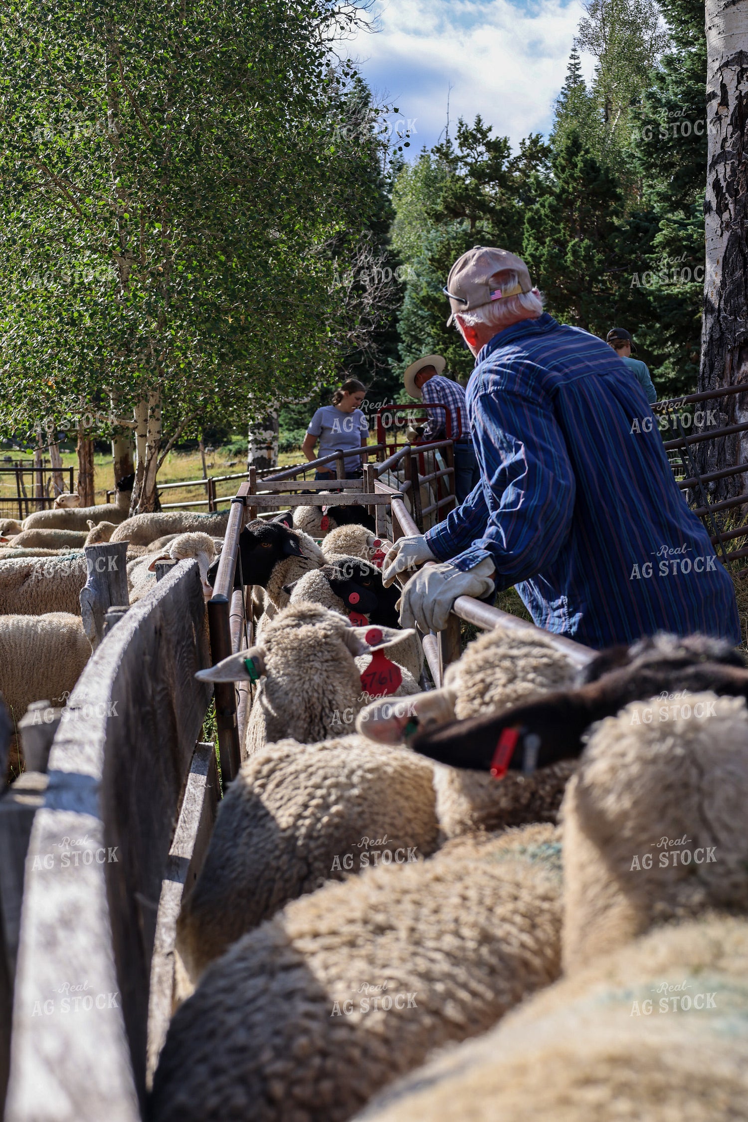 Farmers Working Sheep 261014