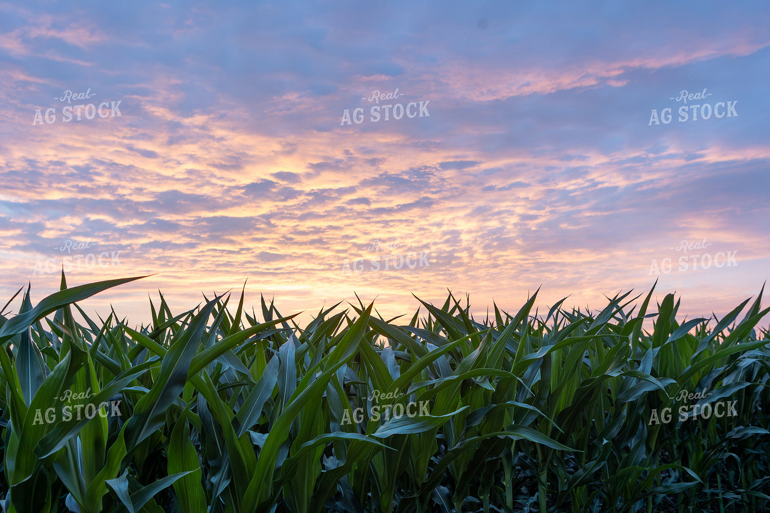 Corn Field at Sunset 77273