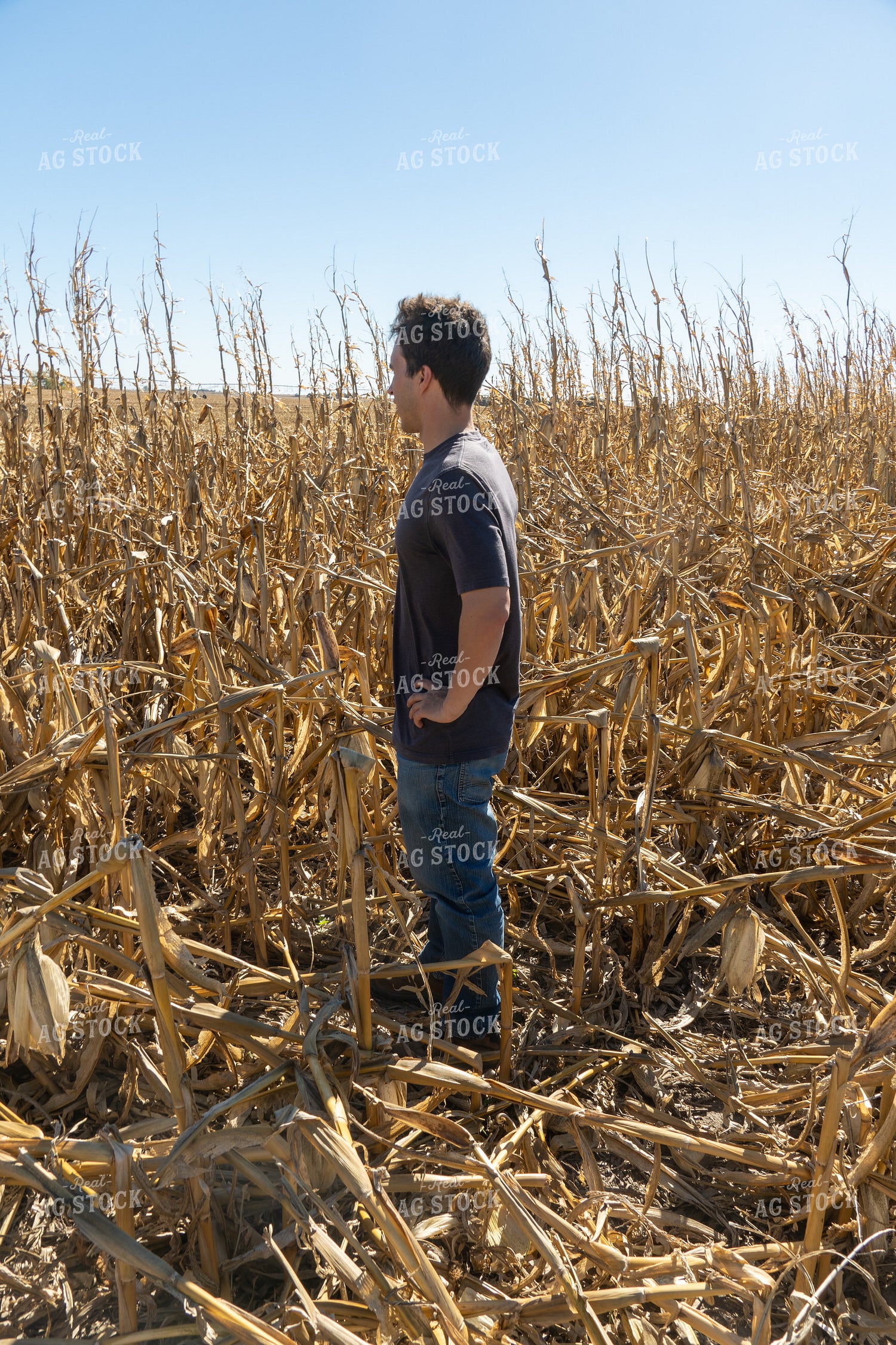 Farmer in Downed Corn 65124