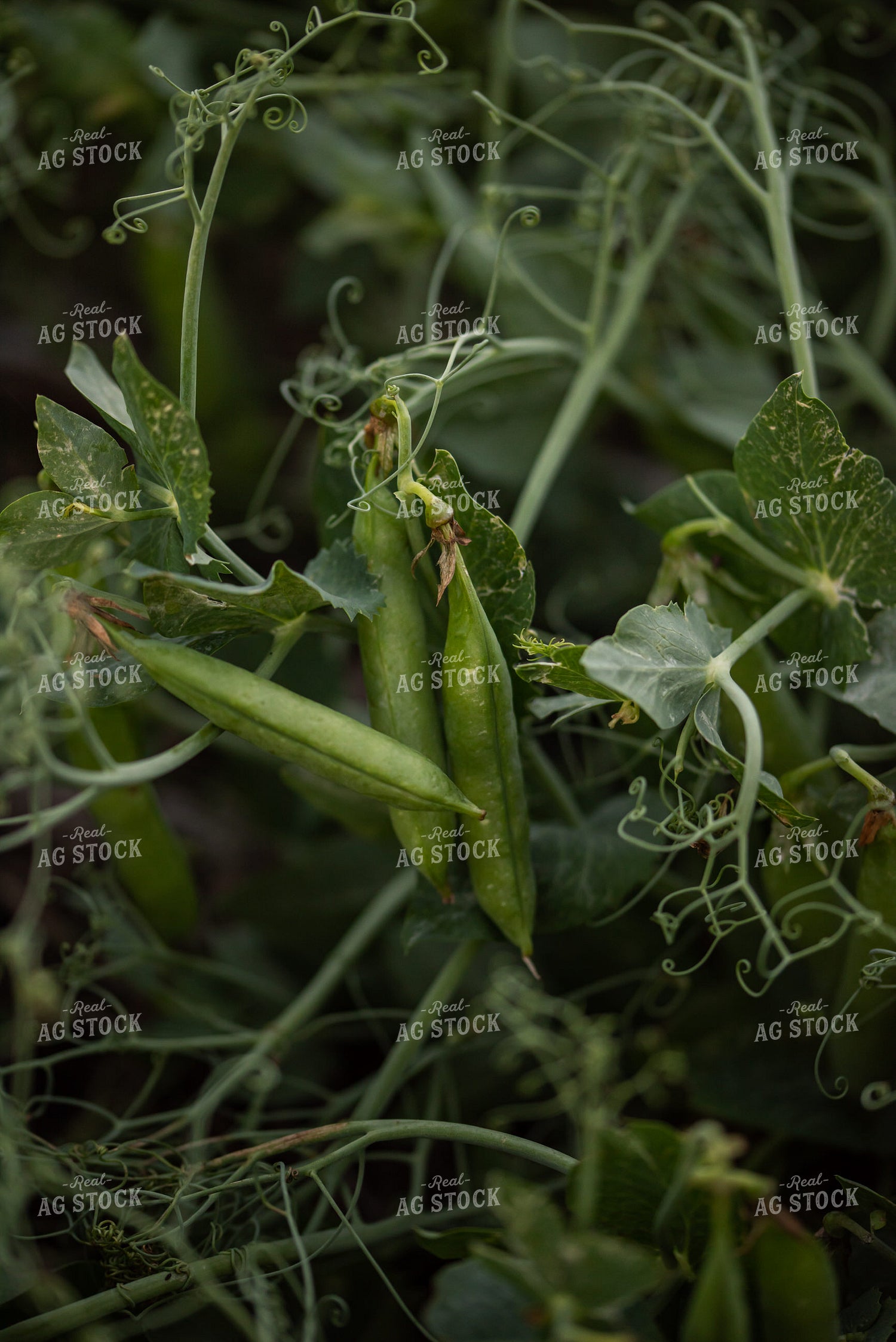 Up Close Pea Plant 76163