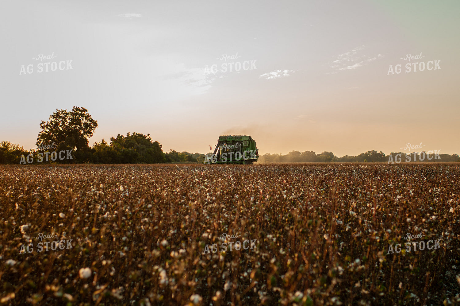 Cotton Harvest 59073