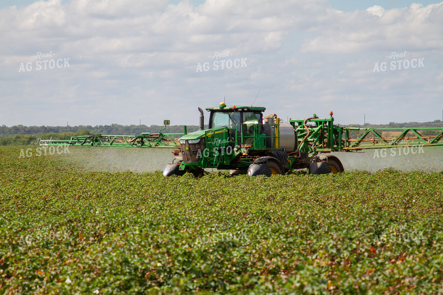 Spraying Cotton 79169