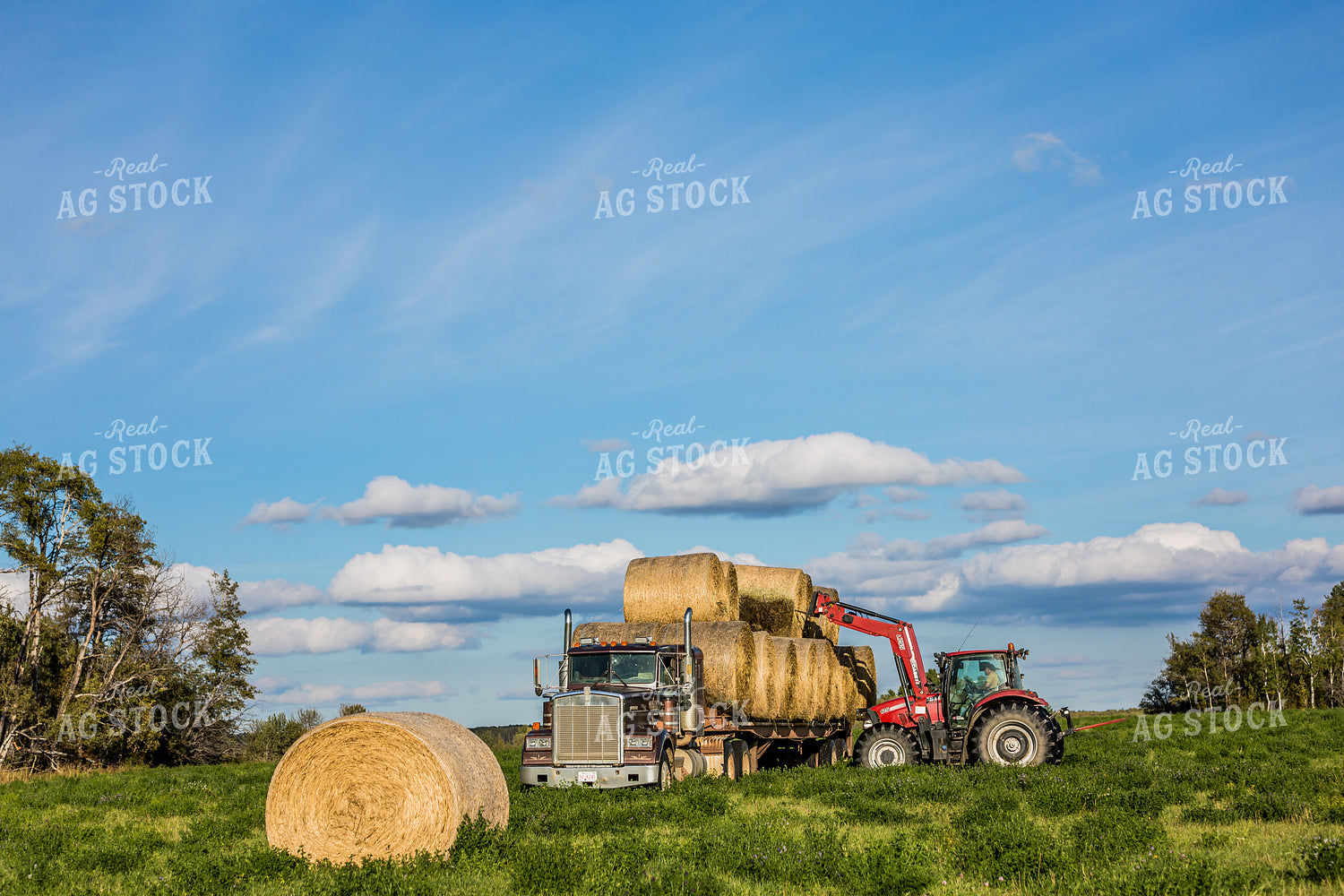 Front-End Loader Tractor Lifting Round Bales onto Trailer 138042