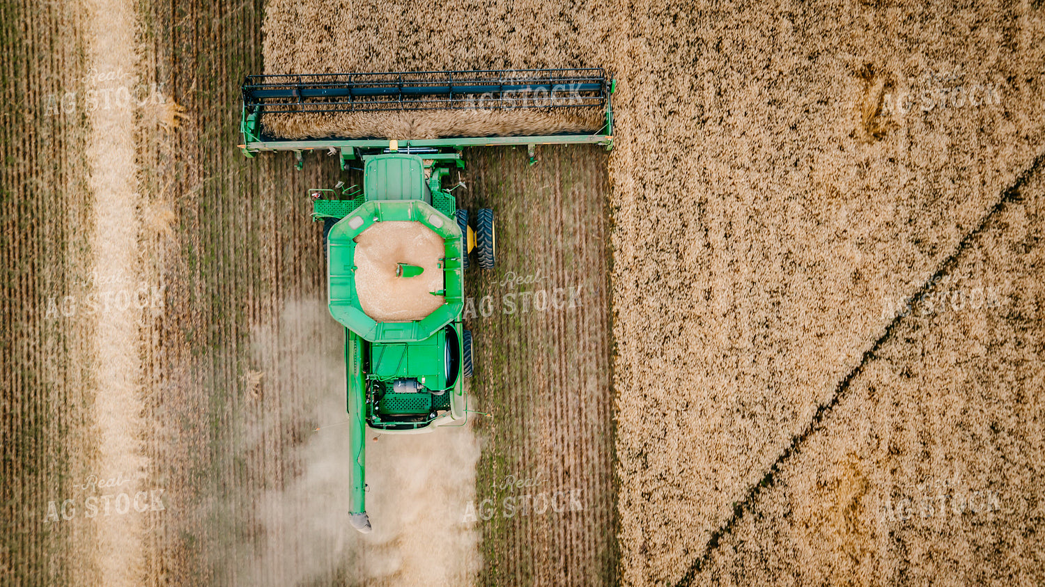 Wheat Harvest 56695