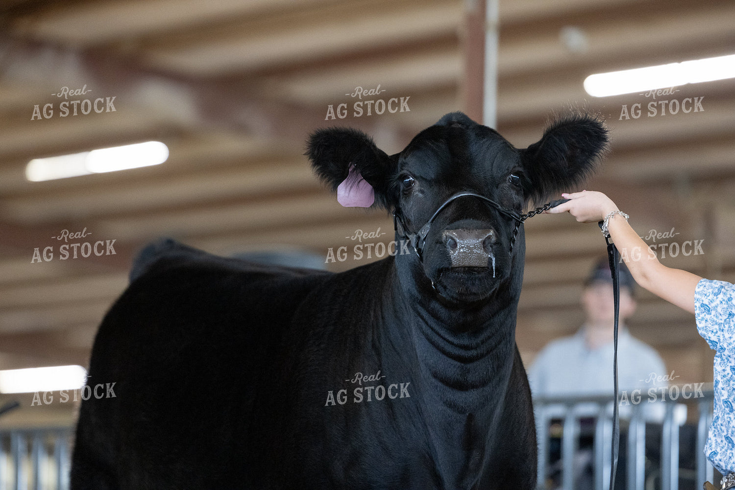 Showing Cattle 143036
