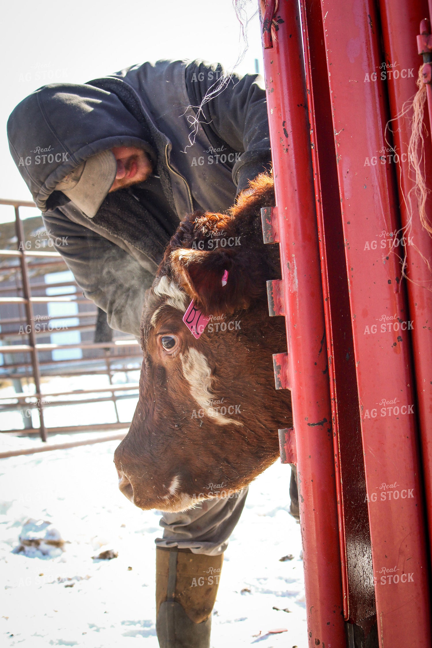 Farmer Tagging Cattle 155019