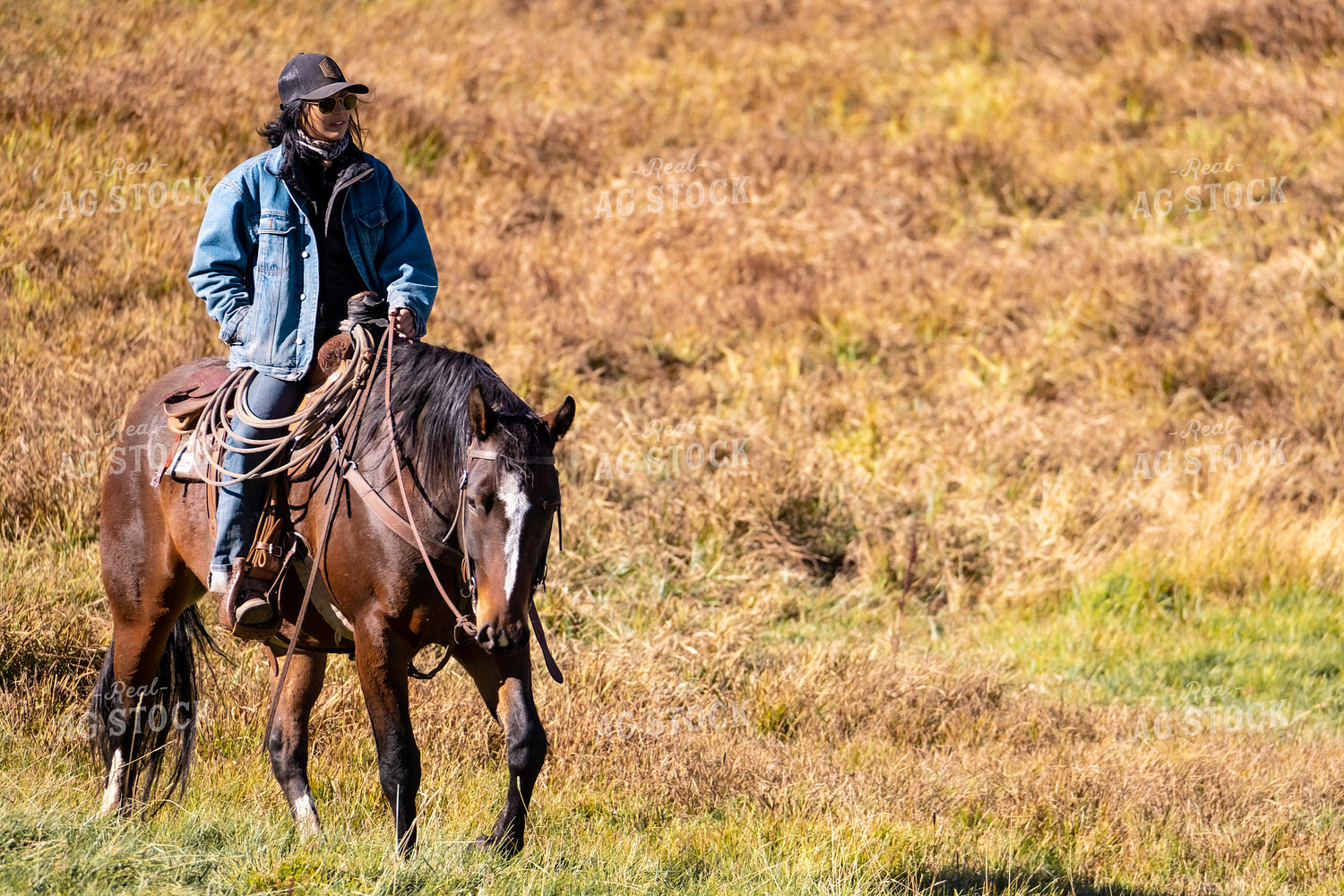Rancher Herding Cattle on Horseback 163027